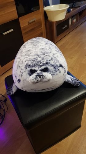 Customer photo review of Henry the Chonky Seal Pillow