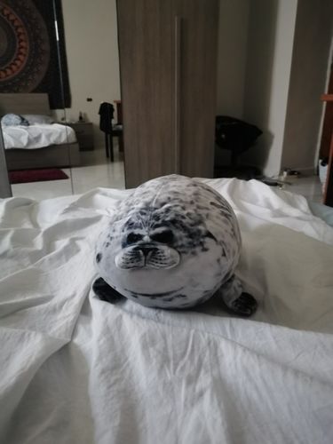 Customer photo review of Henry the Chonky Seal Pillow