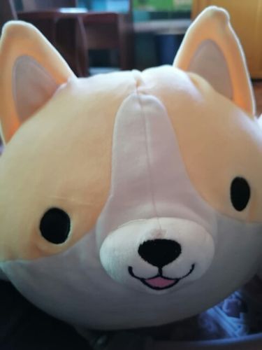 Customer photo review of Corgi Plushie