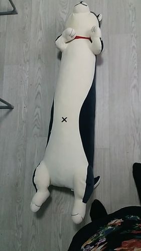 Customer photo review of The Three Smiley Shibas