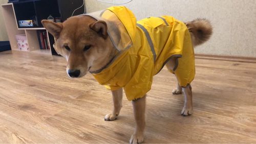 Customer photo review of Shiba Inu Raincoat