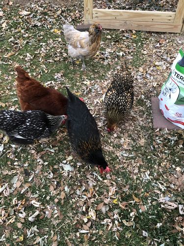 Customer photo review of GrubTerra Dried Larvae