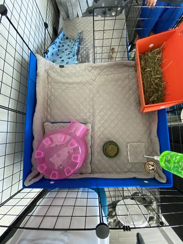 Customer photo review of GuineaDad Liner - Smaller Sizes without Pockets