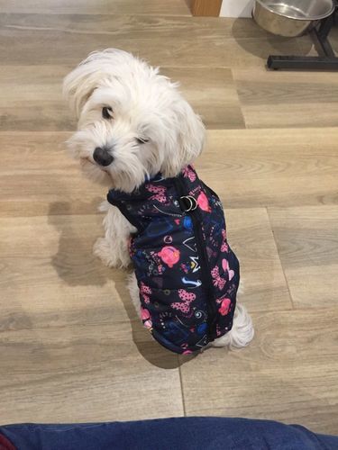 Customer photo review of Petyfy™ Dog Vest for Small Dogs
