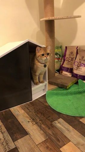 Customer photo review of Furrytail XL Semi-Closed Glow House Cat Litter Box with Scoop
