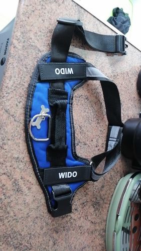 Customer photo review of Shiba Inu Personalized Harness