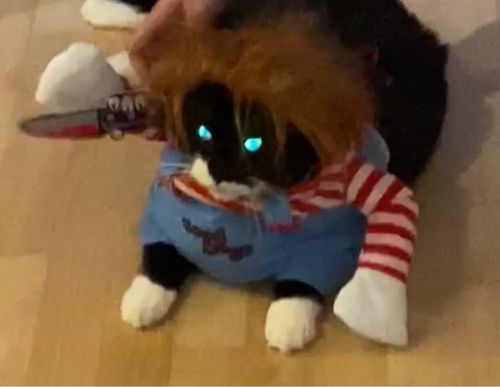 Customer photo review of Shiba Inu Halloween Costume