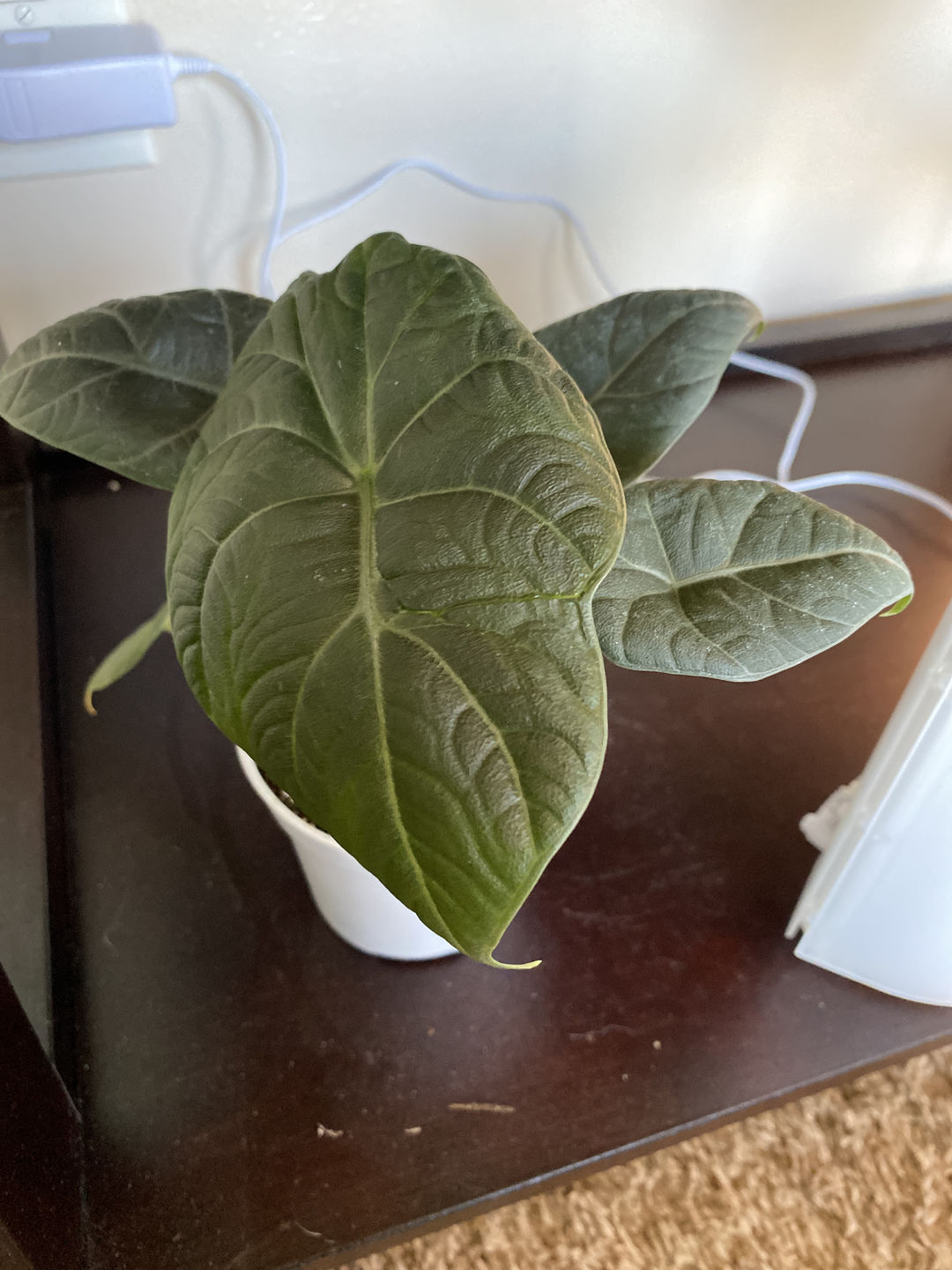 Customer photo review of 4" Alocasia Maharani