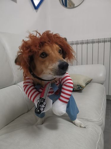 Customer photo review of Shiba Inu Halloween Costume