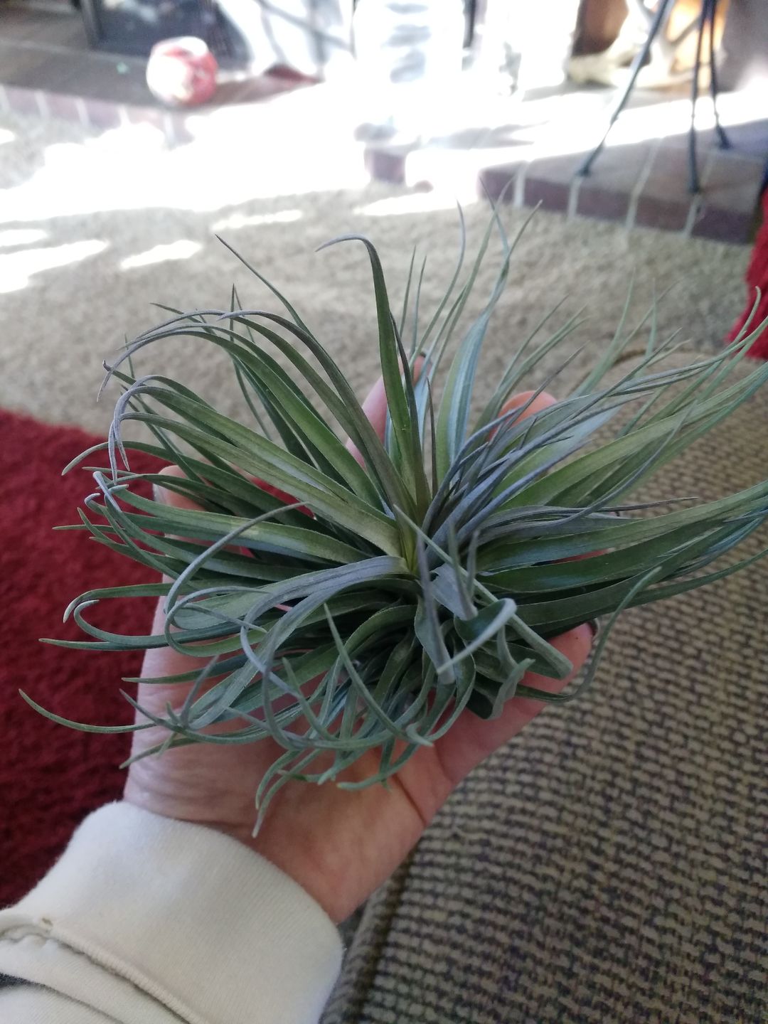 Customer photo review of *6 Pack* Premium Air Plants Mix  *Cannot Be Shipped Internationally*