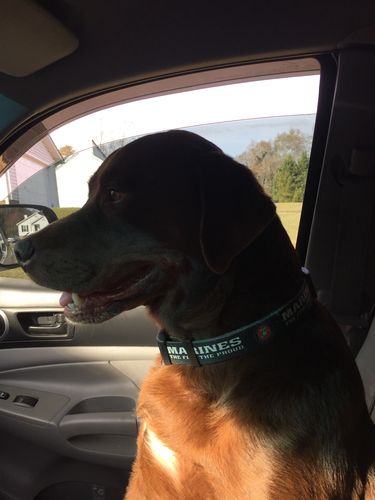 Customer photo review of USMC Seal - Collar & Leash Set