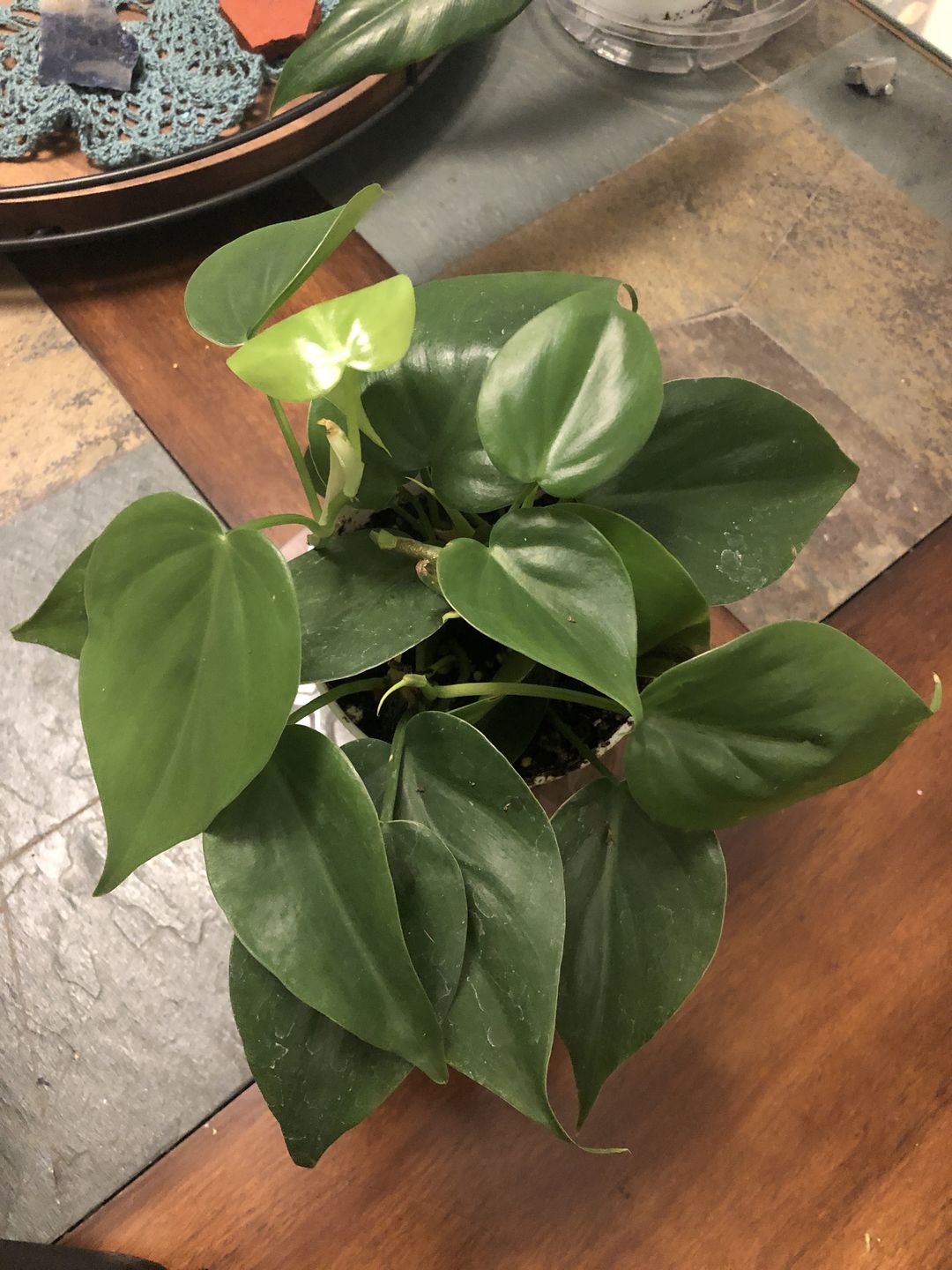 Customer photo review of 4" Philodendron hederaceum Green