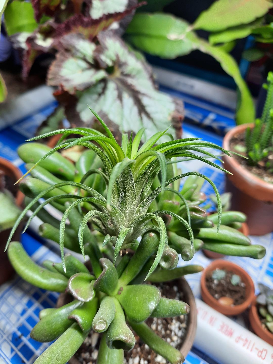 Customer photo review of Ionantha Variegata  Rare Ionantha Form *SALE!*