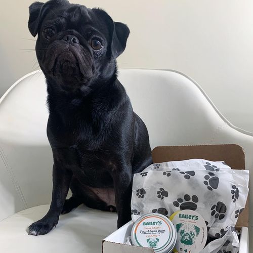 Customer photo review of Bailey's Hemp Infused Paw & Nose Balm w/ Naturally Occurring CBD