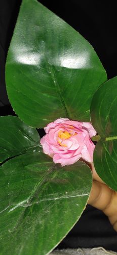 Customer photo review of Pink Rose Flower vine