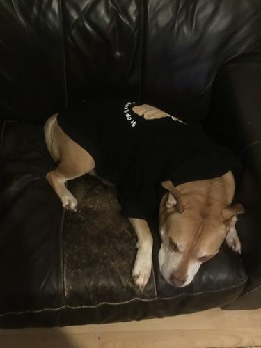 Customer photo review of Teddy Bear Dog Hoodie - Black