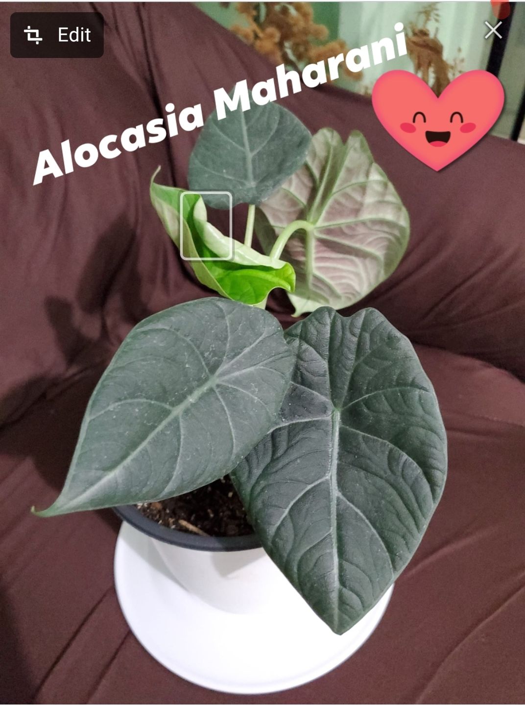 Customer photo review of 4" Alocasia Maharani