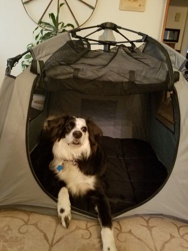 Customer photo review of Pop N' Go® Pets