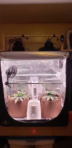 Customer photo review of PhatSlim 1XL Dimmable LED Grow Light (gen6) 104w 3500k