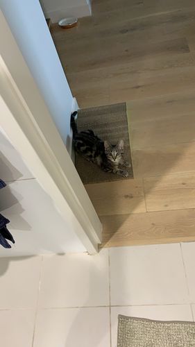 Customer photo review of Pidan Cat Scratcher (Marine Series) - Crocodile
