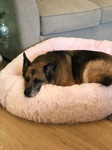 Customer photo review of Pet Calming Bed