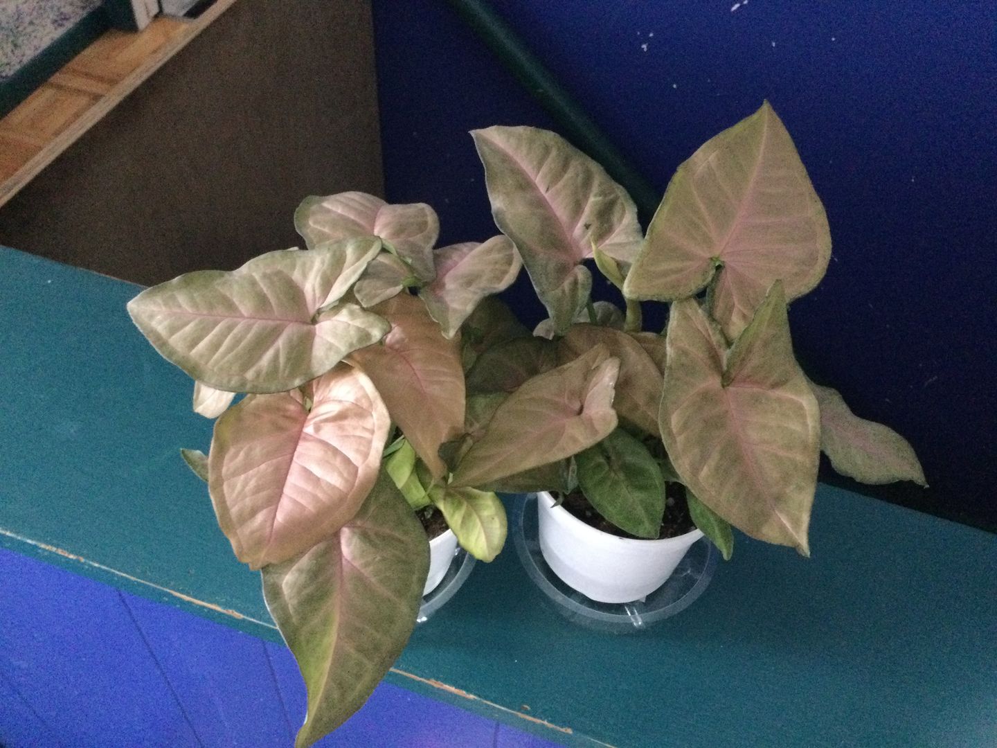Customer photo review of 4" Syngonium Regina Red