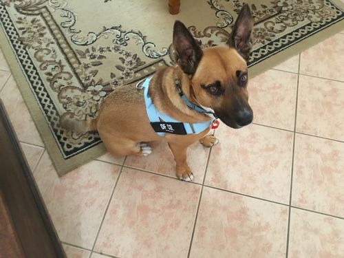 Customer photo review of DF Co. Sky Blue Dog Harness
