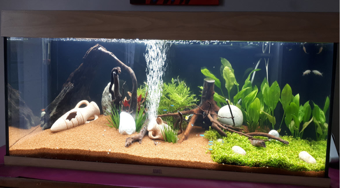 Customer photo review of Aquarium Rio 180 LED Chêne Équipé JUWEL - 180L