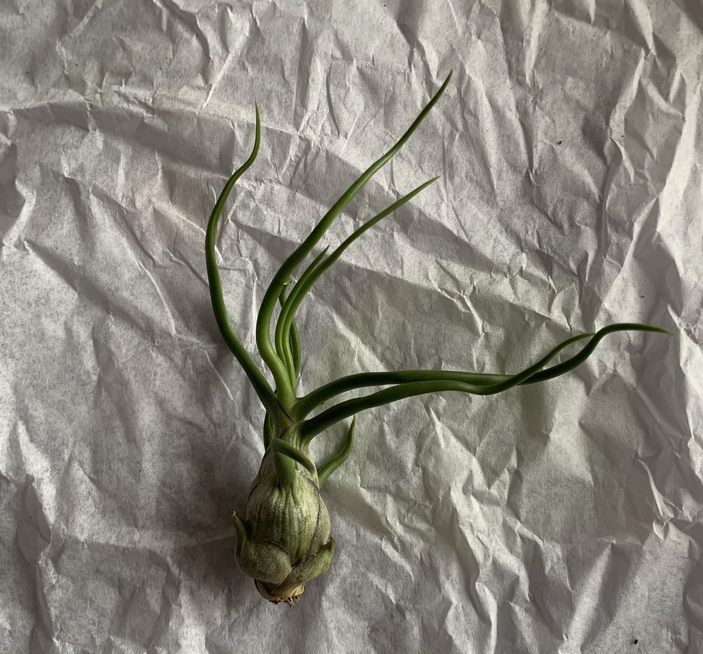 Customer photo review of Bulbosa