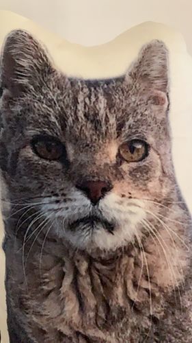 Customer photo review of Personalisiertes Katzenkissen™