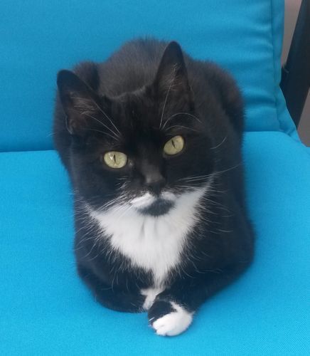 Customer photo review of Personalisiertes Katzenkissen™