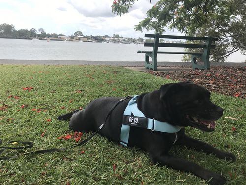 Customer photo review of DF Co. Sky Blue Dog Harness