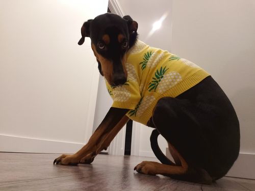 Customer photo review of Tropic Thunder Dog Sweater