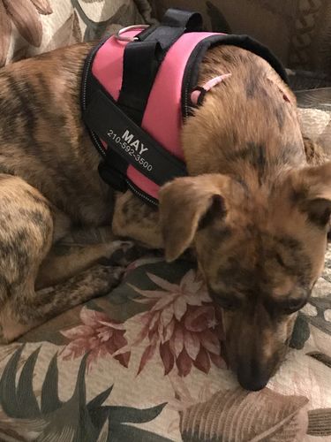 Customer photo review of Lifetime Warranty Personalized NO PULL Dog Harness (FREE Shipping)