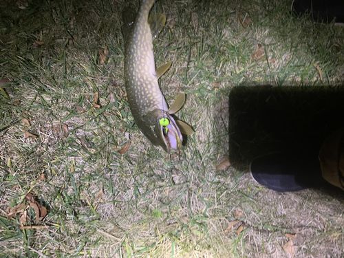 Customer photo review of Headbanger Shad 4.5"