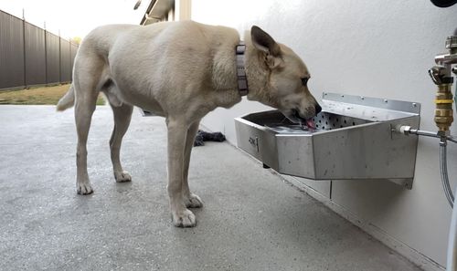 Customer photo review of Pet Rehydration Station XL