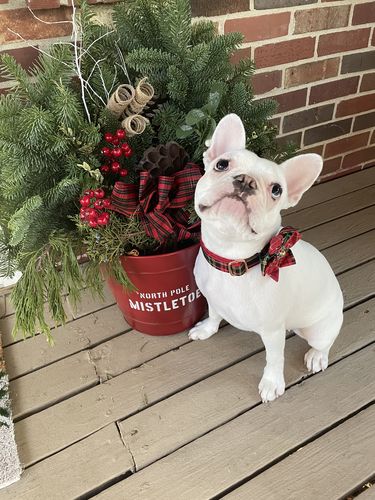 Customer photo review of greenChristmas plaid dog collar flower,  Holiday glitter tartan dog collar