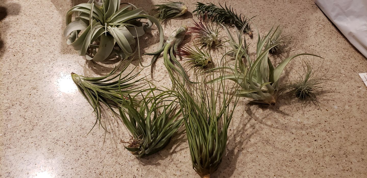 Customer photo review of *6 Pack* Premium Air Plants Mix  *Cannot Be Shipped Internationally*