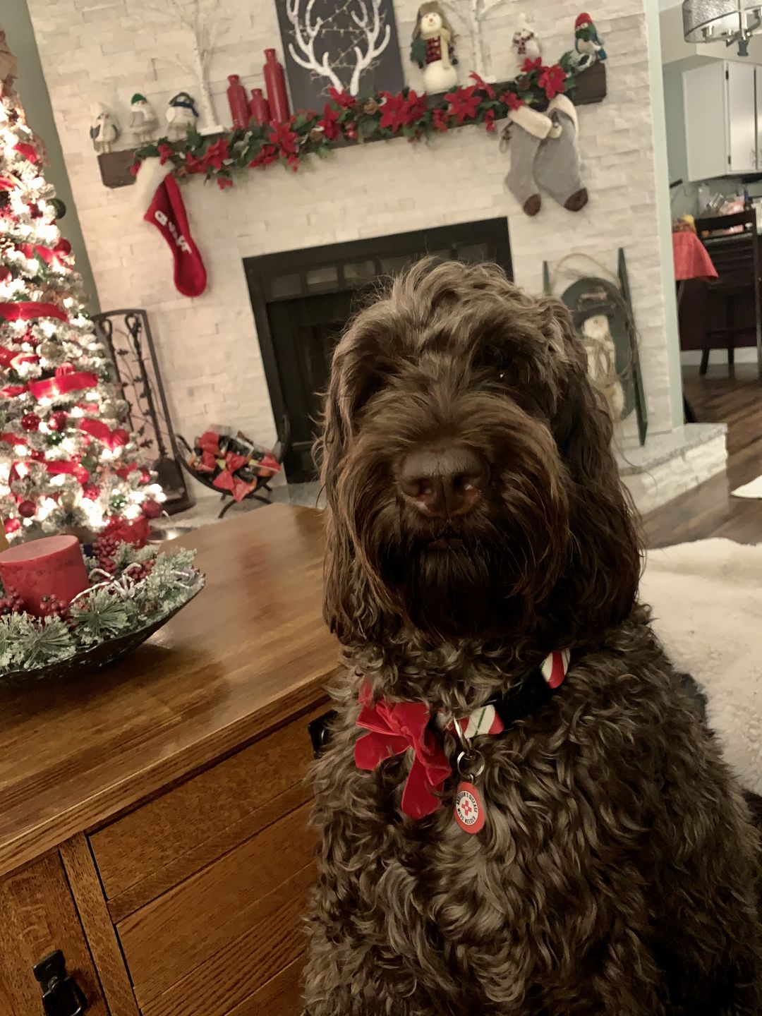 Customer photo review of Addison's Disease Dog Tag