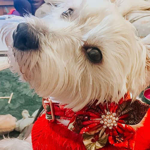 Customer photo review of Christmas poinsettias dog collar Flower, Female floral dog collar, Holiday winter collar