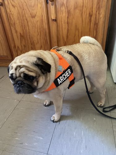 Customer photo review of DF Co. Hi-Vis Orange Dog Harness