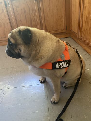 Customer photo review of Custom Name Patch For Dog Harness