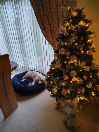 Customer photo review of Pet Calming Bed