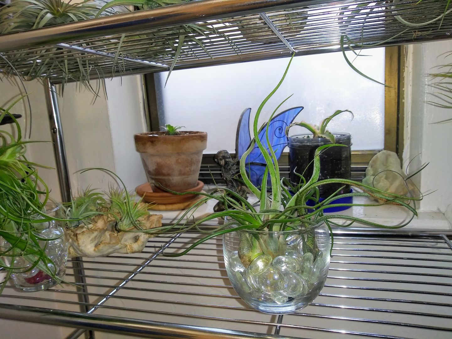 Customer photo review of Bulbosa