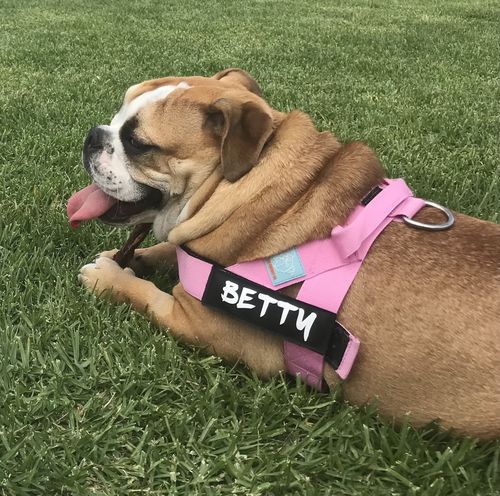 Customer photo review of DF Co. Pink Dog Harness