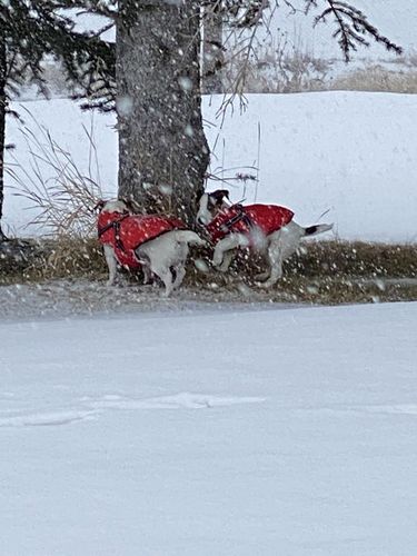 Customer photo review of Petyfy ™ Waterproof Jacket (Lifetime Warranty)