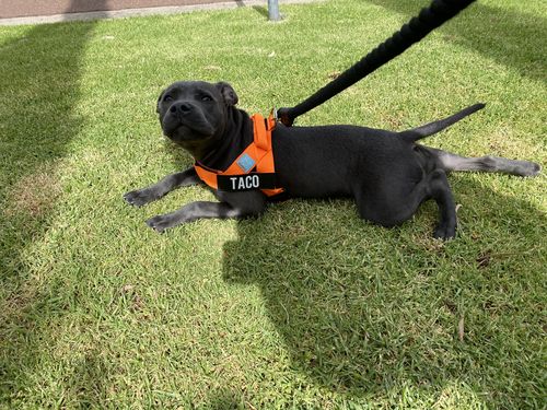 Customer photo review of Custom Name Patch For Dog Harness