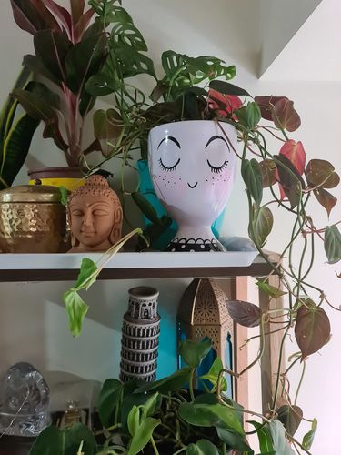 Customer photo review of Eyelash Planter