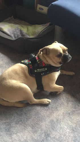 Customer photo review of Pfotenlove - Anti-Zug Personalisiertes Hundegeschirr – Premium Edition