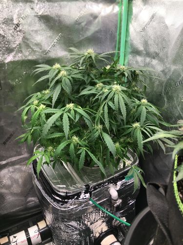 Image submitted with review